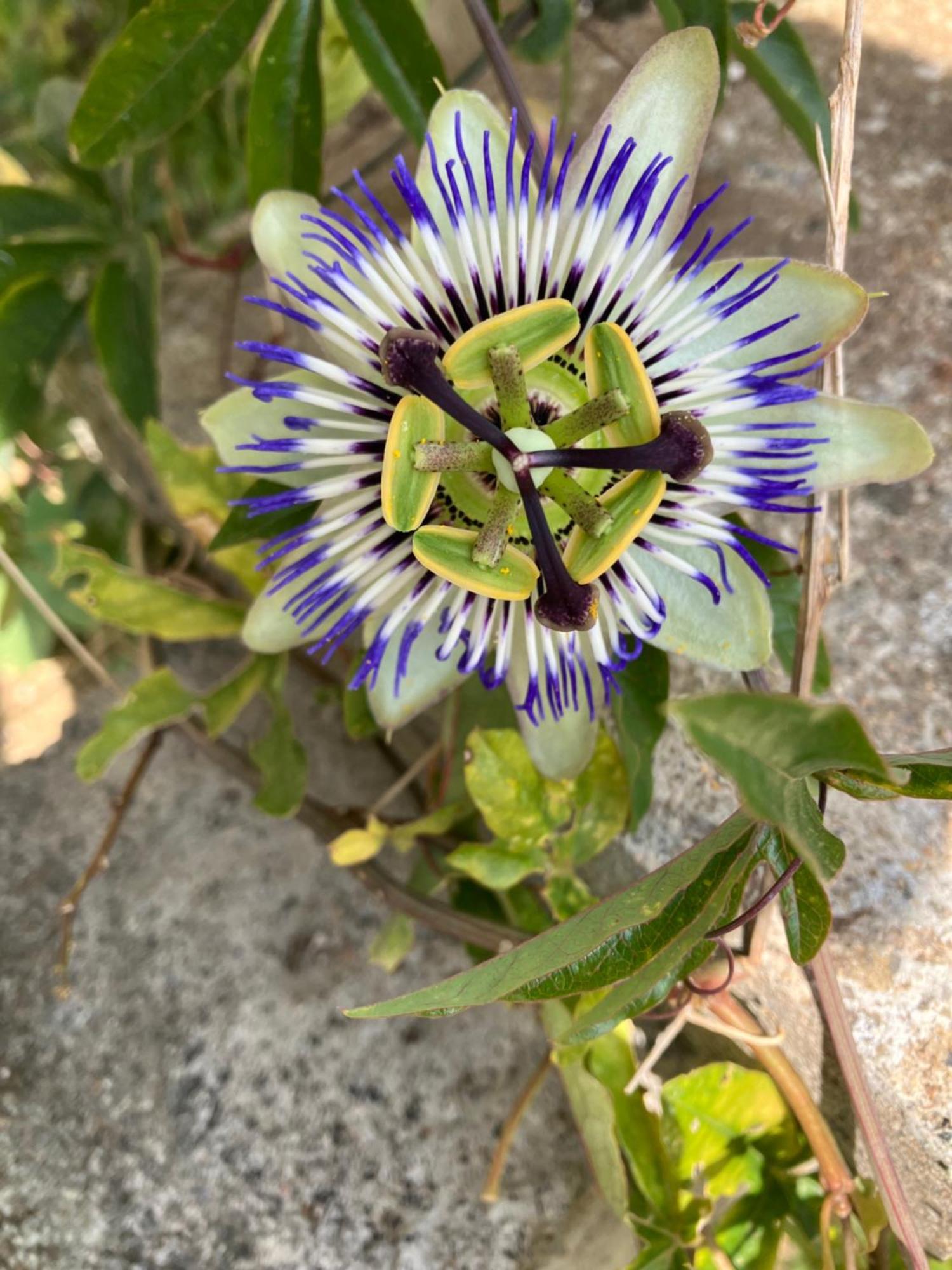 La Sauveroise 皮伊赛地区圣索沃 外观 照片